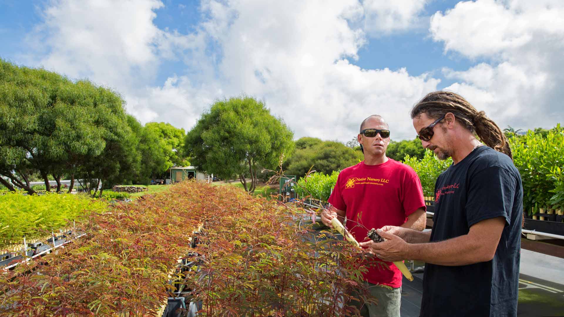 How reforestation efforts led to the Taylor 700 Series' uniquely beautiful  Hawaiian koa