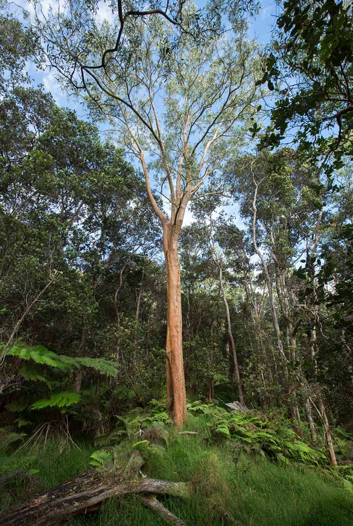 How reforestation efforts led to the Taylor 700 Series' uniquely beautiful  Hawaiian koa